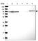 Niban Apoptosis Regulator 2 antibody, HPA023261, Atlas Antibodies, Western Blot image 
