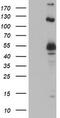 U-Box Domain Containing 5 antibody, M12899, Boster Biological Technology, Western Blot image 