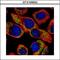 Neuronal Calcium Sensor 1 antibody, LS-C185710, Lifespan Biosciences, Immunocytochemistry image 