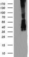 Mitogen-Activated Protein Kinase Kinase 3 antibody, TA505662, Origene, Western Blot image 