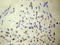 Nudix Hydrolase 6 antibody, LS-C192256, Lifespan Biosciences, Immunohistochemistry frozen image 