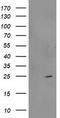 Regulator of G-protein signaling 5 antibody, TA503075, Origene, Western Blot image 