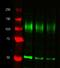 Immunoglobulin Heavy Constant Gamma 1 (G1m Marker) antibody, STAR71D800GA, Bio-Rad (formerly AbD Serotec) , Immunofluorescence image 