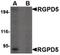 RGPD6 antibody, PA5-20566, Invitrogen Antibodies, Western Blot image 