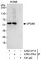 Vacuolar Protein Sorting 4 Homolog B antibody, A302-077A, Bethyl Labs, Immunoprecipitation image 