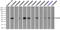 Fc Fragment Of IgG Receptor IIa antibody, TA500667, Origene, Immunoprecipitation image 