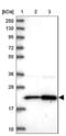 Ribosomal Protein L17 antibody, NBP2-48798, Novus Biologicals, Western Blot image 
