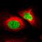 Zinc Finger Protein 207 antibody, HPA017013, Atlas Antibodies, Immunofluorescence image 
