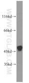 FIP-3 antibody, 18474-1-AP, Proteintech Group, Western Blot image 