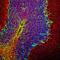 NEFH antibody, M05307-7, Boster Biological Technology, Immunohistochemistry frozen image 