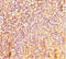 LAO antibody, CSB-PA850426LA01HU, Cusabio, Immunohistochemistry paraffin image 
