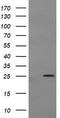 Mitochondrial Ribosomal Protein S34 antibody, LS-C174224, Lifespan Biosciences, Western Blot image 