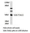 Small RNA Binding Exonuclease Protection Factor La antibody, LS-C176616, Lifespan Biosciences, Western Blot image 