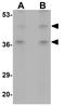 Bifunctional Apoptosis Regulator antibody, GTX85010, GeneTex, Western Blot image 