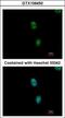 Splicing Factor 3b Subunit 3 antibody, GTX106450, GeneTex, Immunofluorescence image 