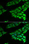 Psat antibody, 22-423, ProSci, Immunofluorescence image 