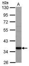 S-adenosylmethionine decarboxylase proenzyme antibody, GTX119689, GeneTex, Western Blot image 