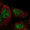 Ras guanyl-releasing protein 3 antibody, HPA058937, Atlas Antibodies, Immunocytochemistry image 