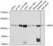 Myeloid Zinc Finger 1 antibody, 13-598, ProSci, Western Blot image 