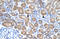 POU domain, class 4, transcription factor 3 antibody, ARP33065_T100, Aviva Systems Biology, Immunohistochemistry frozen image 