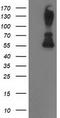 Protein Phosphatase, Mg2+/Mn2+ Dependent 1B antibody, CF502862, Origene, Western Blot image 