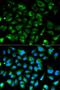 cAMP-dependent protein kinase type I-alpha regulatory subunit antibody, LS-B14852, Lifespan Biosciences, Immunofluorescence image 