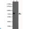 BRCA1-associated protein antibody, LS-C812890, Lifespan Biosciences, Western Blot image 