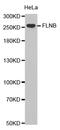 Filamin B antibody, PA5-76115, Invitrogen Antibodies, Western Blot image 