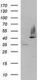 Serpin B3 antibody, CF506997, Origene, Western Blot image 