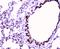 Myocyte-specific enhancer factor 2C antibody, A01131-1, Boster Biological Technology, Immunohistochemistry frozen image 