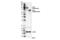 CD19 antibody, 90176S, Cell Signaling Technology, Western Blot image 