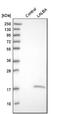 LALBA antibody, NBP1-87715, Novus Biologicals, Western Blot image 