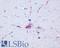 Glutamate Metabotropic Receptor 8 antibody, LS-A925, Lifespan Biosciences, Immunohistochemistry paraffin image 