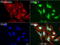 DNA excision repair protein ERCC-1 antibody, LS-C800180, Lifespan Biosciences, Immunofluorescence image 