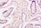 Eukaryotic Translation Elongation Factor 1 Epsilon 1 antibody, orb100455, Biorbyt, Immunohistochemistry paraffin image 
