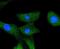 A-Raf Proto-Oncogene, Serine/Threonine Kinase antibody, NBP2-67843, Novus Biologicals, Immunocytochemistry image 