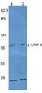 CCAAT Enhancer Binding Protein Beta antibody, PA5-36629, Invitrogen Antibodies, Western Blot image 