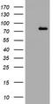 DNA Polymerase Iota antibody, TA801479, Origene, Western Blot image 