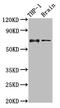 CD85j antibody, CSB-PA847747LA01HU, Cusabio, Western Blot image 