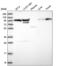 Ecotropic Viral Integration Site 5 Like antibody, NBP2-54925, Novus Biologicals, Western Blot image 
