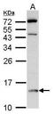 D-Dopachrome Tautomerase antibody, TA308199, Origene, Western Blot image 