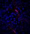 Solute Carrier Family 32 Member 1 antibody, MAB6847, R&D Systems, Immunofluorescence image 