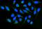 DLG Associated Protein 1 antibody, A08230-2, Boster Biological Technology, Immunofluorescence image 
