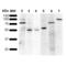 KDEL  antibody, SMC-538D-HRP, StressMarq, Western Blot image 
