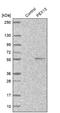 Peroxisomal Biogenesis Factor 13 antibody, NBP1-86321, Novus Biologicals, Western Blot image 
