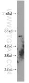 G Protein-Coupled Receptor 101 antibody, 20074-1-AP, Proteintech Group, Western Blot image 