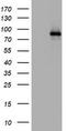 Actin Filament Associated Protein 1 antibody, CF802343, Origene, Western Blot image 