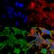 ADAM Metallopeptidase Domain 22 antibody, SMC-412D-A488, StressMarq, Immunofluorescence image 