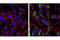 GABA Type A Receptor-Associated Protein antibody, 13733S, Cell Signaling Technology, Immunofluorescence image 