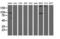 Aldehyde Dehydrogenase 1 Family Member L1 antibody, LS-C115729, Lifespan Biosciences, Western Blot image 
